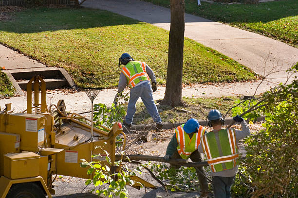 Best Tree Care Services  in USA